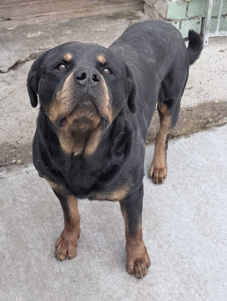 Anton, ein Rottweiler-Rüde