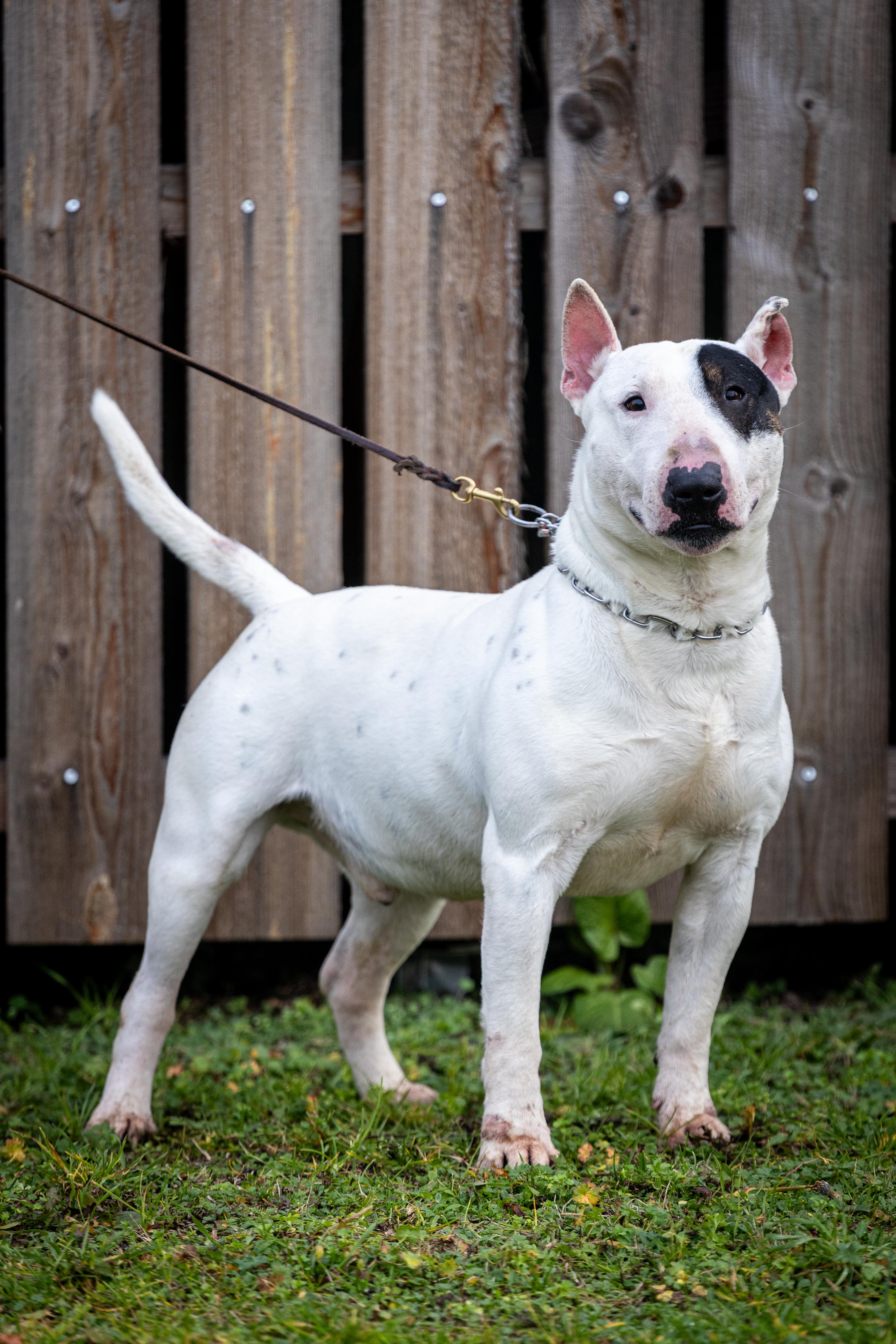 Bobby, ein Bullterrier-Rüde