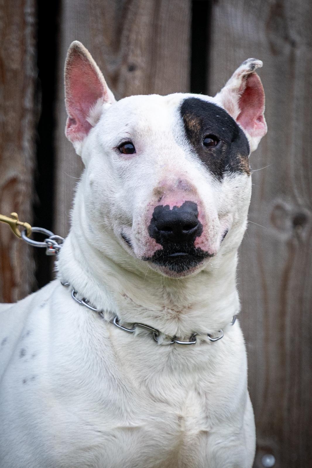 Bobby, Bullterrier-Rüde, schaut in die Kamera
