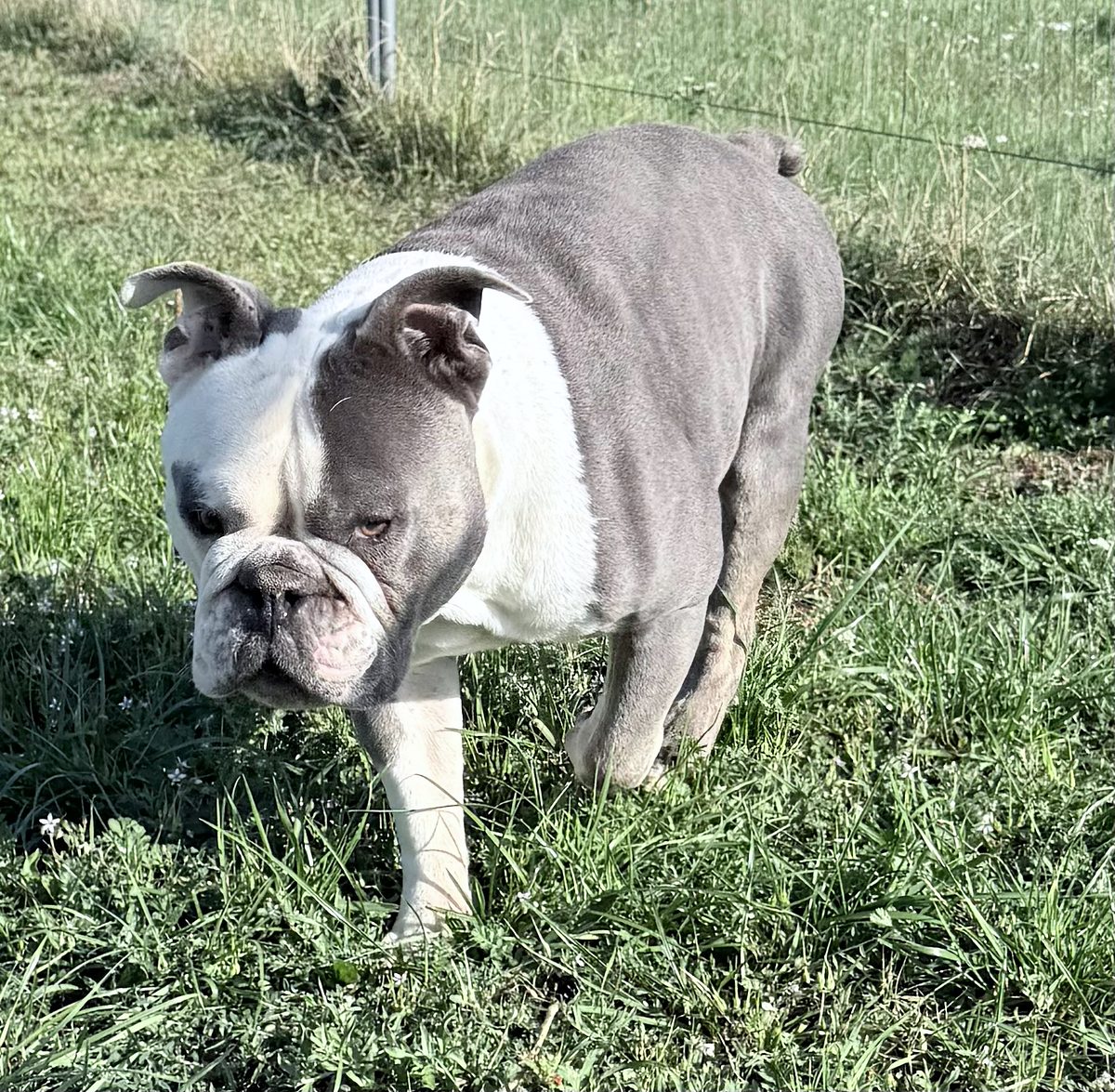 Ice Tea, ein Old English Bulldog Rüde