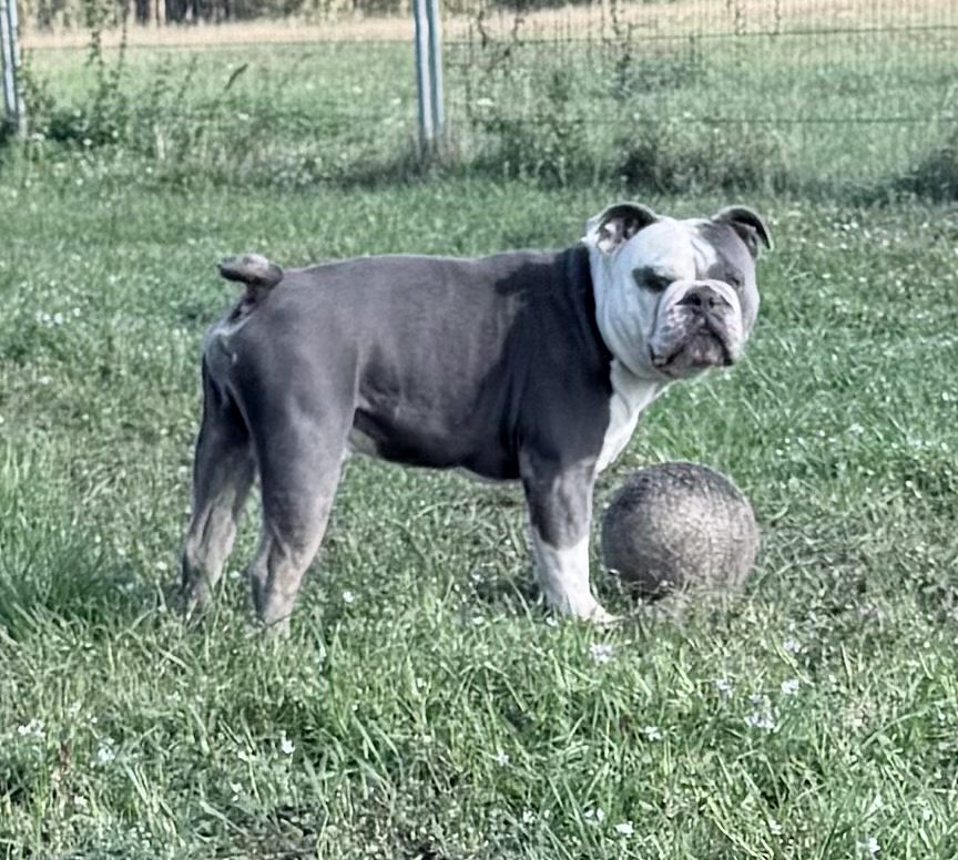 Ice Tea steht seitlich auf der Wiese neben einem Ball und blickt in die Kamera