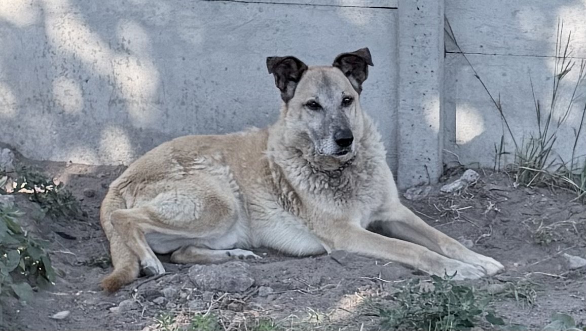 Lux, Kangal-Mix, liegt entspannt im Schatten