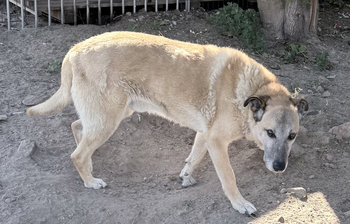 Lux, Kangal-Mix