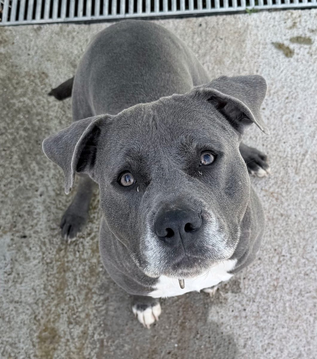 Odin, ein Staffordshire-Rüde