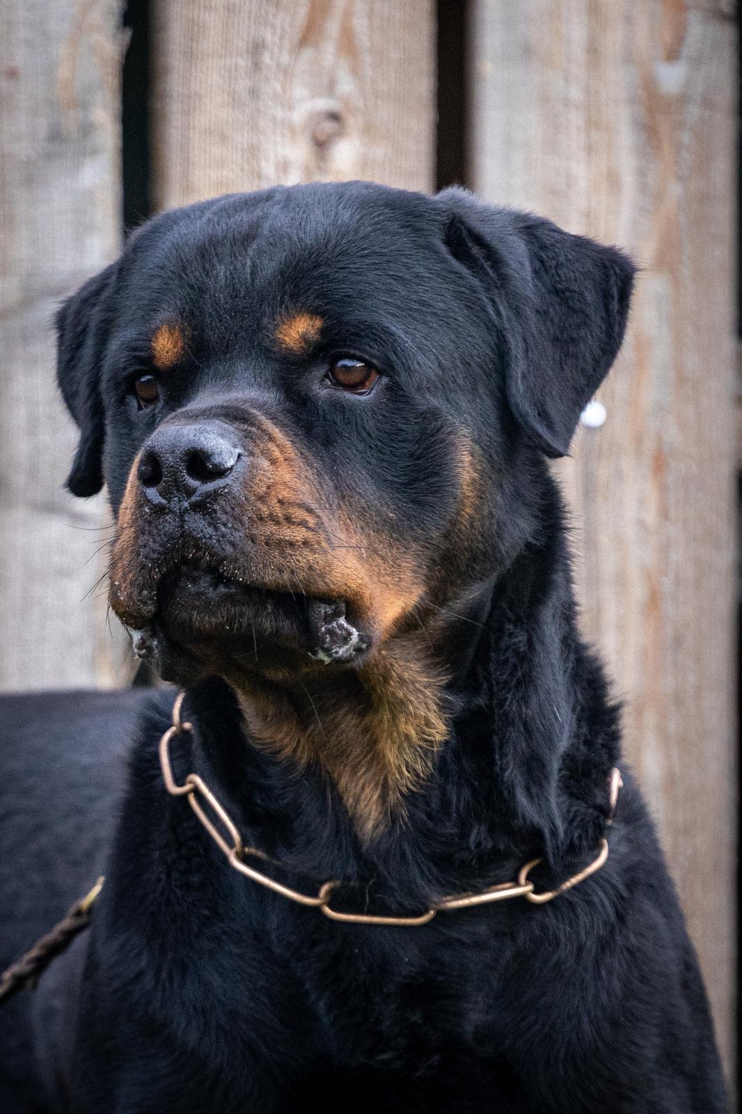 Paul, ein Rottweiler-Rüde
