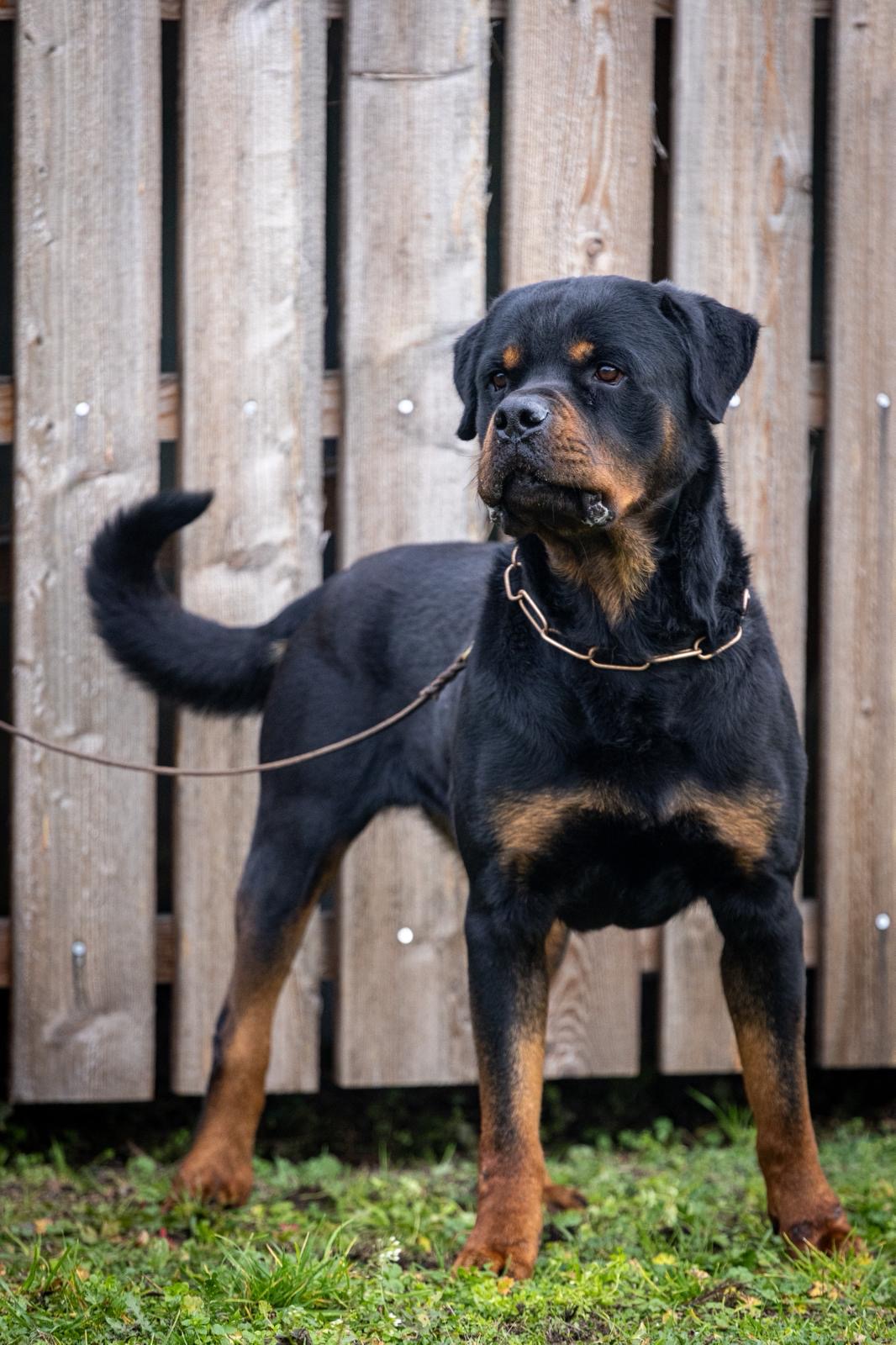 Paul, Rottweiler-Rüde, stehend vor dem Zaun